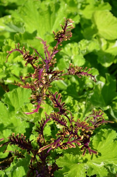 Solenostemon x 'Starpride' (2)